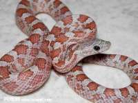 海口秀英顺财达农副产品经营部